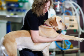 Using Passive Range of Motion in the Canine Patient (for Nurses)