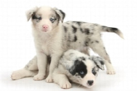 an-update-on-socialisation-what-you-need-your-clients-to-know-1.jpeg