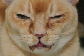 Snots and Snuffles: Feline Upper Respiratory Disease
