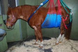 EHV_Pferd_300x200.jpg