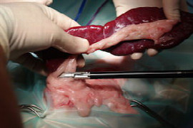 kleintierchirurgie-basic-ii-1.jpeg