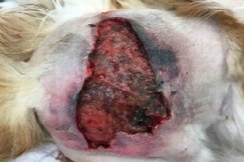 Tips and tricks for management of dog bite injuries