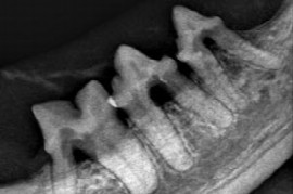 dentales-rontgen-bei-der-katze.jpeg