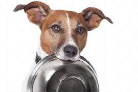 erna-hrungsmythen-aufgekla-rt-a-ha-ufige-gera-chte-und-missversta-ndnisse-in-der-fa-tterung-von-hunden-und-katzen.jpeg