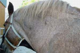 equines-metabolisches-syndrom-5.jpeg