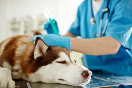 local-anesthesia 300x200.jpg