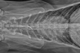 feline-bronchial-disease.jpeg