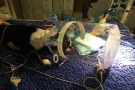 mechanical-ventilation-the-basics.jpeg