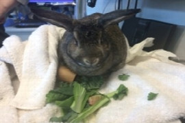approaches-to-rabbit-gastrointestinal-stasis-syndrome.jpeg