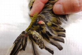 das-kleine-1x1-der-ziervogel-fit-fur-die-tagliche-tierarztliche-praxis-1.jpeg