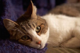 L'arthrose chez le chat : un défi diagnostique et thérapeutique?