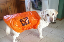 infection-control-in-companion-animal-practices-2.jpeg