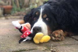 Pankreatitis Hund_300x200.jpg