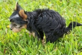 dog-g1f898bad5_300x200px.jpg