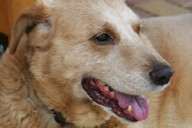 the-coughing-dog-diagnosis-and-treatment-2.jpeg