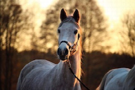 proving-the-location-of-the-source-of-lameness-in-the-horse-diagnostic-local-anaesthetic-techniques.jpeg