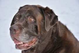 old dog_300x200.jpg