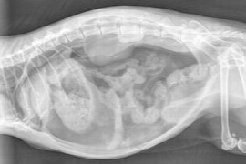 interpreting-abdominal-radiographs-of-the-dog-and-cat-the-basics.jpeg