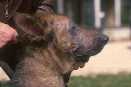 ektoparasiten-beim-hund.jpeg