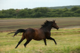 Comment gérer et prévenir les complications de la gestion des plaies chez le cheval? Intérêt de la kétansérine en pratique