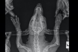 Artefakt oder Pathologie? - Fallbeispiele zu praktischen Anwendungsfehlern bei Röntgenuntersuchungen