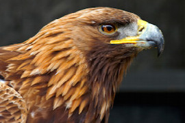 clinical-avian-anatomy.jpeg