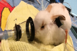 How to safely anesthetise a rabbit