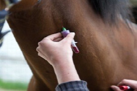 Der Pferdetierarzt zwischen Therapie und Doping – pharmakologische und analytische Aspekte