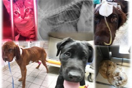 Assisted Feeding - Wenn Patienten nicht selbständig Nahrung aufnehmen