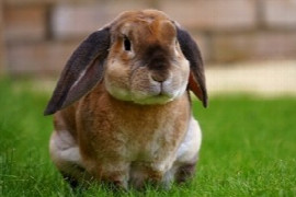 The Diagnosis and Management of Gut Stasis in Rabbits