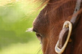 Spannende Falldiskussionen der Pferde-Ophthalmologie