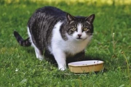 Feline Nutrition, A Clinicians Perspective