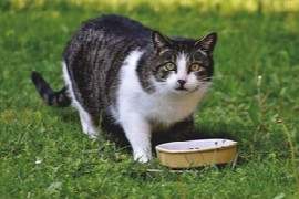 Feline Nutrition, A Clinicians Perspective