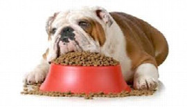 dia-tetik-fu-r-die-praxis-gastrointestinale-erkrankungen-bei-hund-und-katze-1.jpeg