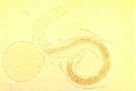 toxocara-canis-und-t-cati-zwei-spulwurmarten-mit-hoher-humanmedizinischer-relevanz.jpeg