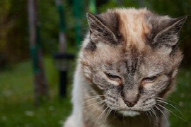 wenn-die-katze-abmagert-welche-laborwerte-helfen-weiter.jpeg