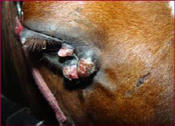 das-equine-sarkoid-bewa-hrtes-und-neues-1.jpeg