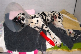 fluid-therapy-for-cats-and-dogs-a-nurses-perspective-CL1461831477.jpeg
