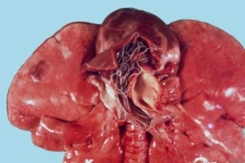 Heartworms (1).jpg