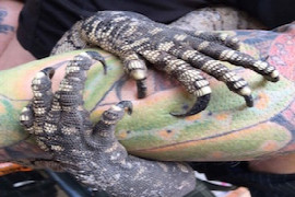getting-a-grip-on-reptiles-for-nurses-1.jpeg