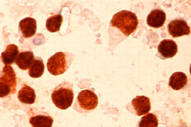 advanced-diagnostics-in-canine-and-feline-lymphoma.jpeg