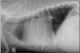 treating-canine-cardiac-disease-congestive-heart-failure.jpeg