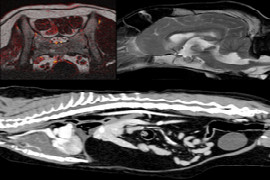 advanced-imaging-basics-principles-and-indications-for-using-ct-mri.jpeg