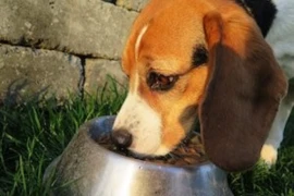 Hund Fressnapf_300x200.jpg