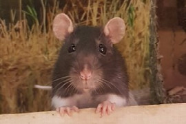 die-ratte-als-patient-in-der-kleintierpraxis.jpeg