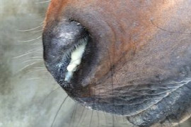 diagnostic-des-maladies-respiratoires-chez-le-cheval-1.jpeg