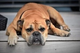 dog_300x200.jpg