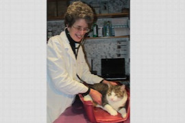 top-5-low-stress-handling-techniques-for-the-fearful-or-aggressive-cat-for-nurses.jpeg