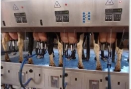 Tierärztliche Bestandsbetreuung - Möglichkeiten zur Optimierung des Melkzentrums (Wieland) & 
Mit Strategie gegen Mastitis (Exner)