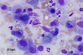 In house cytology of skin masses- tips and tricks
